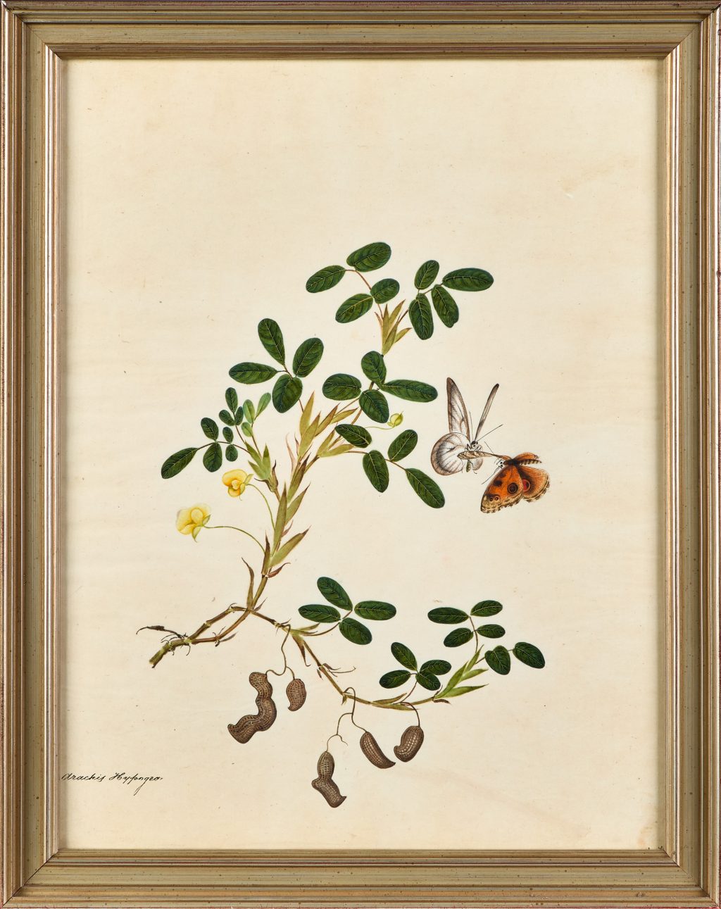 BOTANICAL ART 【import品】 BOTANICAL ART 【import品】 flowers